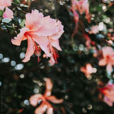 الحديقة السرية 😍