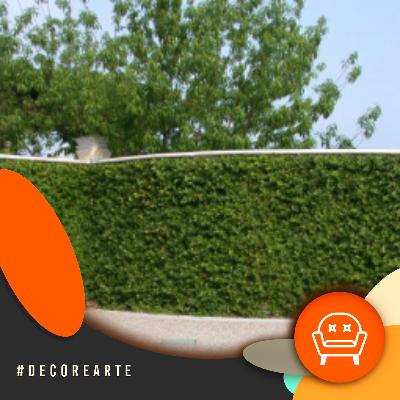 Decor e Arte - Trepadeira que não estraga muro