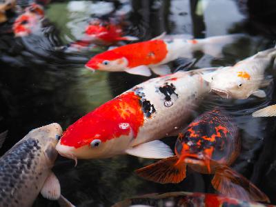 Audio Summary: Do opioids provide adequate analgesia for surgical coeliotomy in teleost fish?