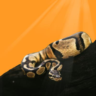 #TáPublicado [EP08] :: UVB e Enriquecimento para serpentes pet