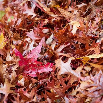 What do you do with your leaves?