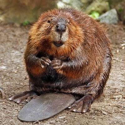 مهندسون في عالم الحيوان | د. ناصر أحمد السنه | علوم | 46 مهندسون في عالم الحيوان | د. ناصر أحمد السنه | علوم | 46