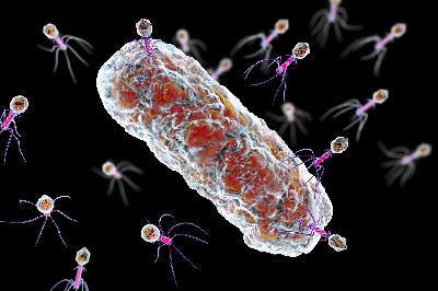 Phage – part of the fight against antibacterial resistance