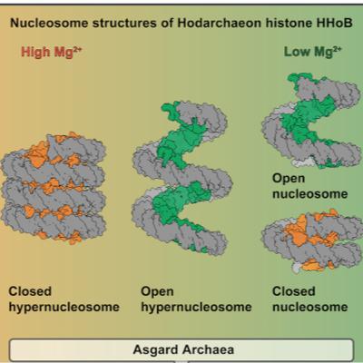Cryo-EM reveals open and closed Asgard chromatin assemblies