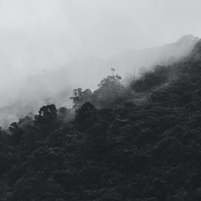 the elephants are rising in my chest