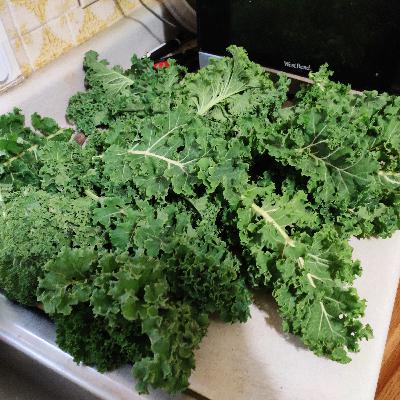 American Kale Krishi American Kale Krishi