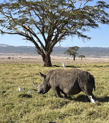 BANK TREASURERS OUT OF AFRICA