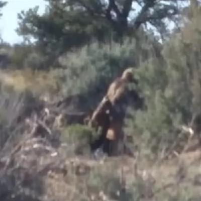 Episode 476 - No Touch Haunted House (Mogollon Monster)