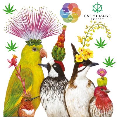 CANNABIS Health - "Entourage Effect"; Full-Spectrum Cocktail with quicker results