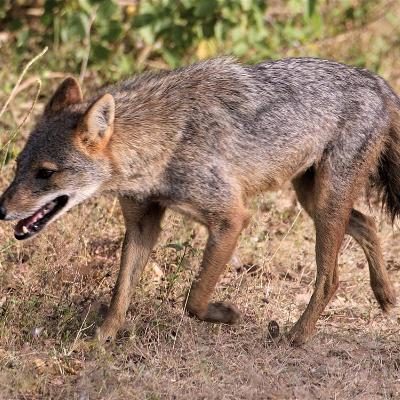 Chacal o lobo Chacal o lobo