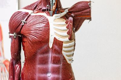 Lección de anatomía: Los músculos que se esconden en el torso Lección de anatomía: Los músculos que se esconden en el torso