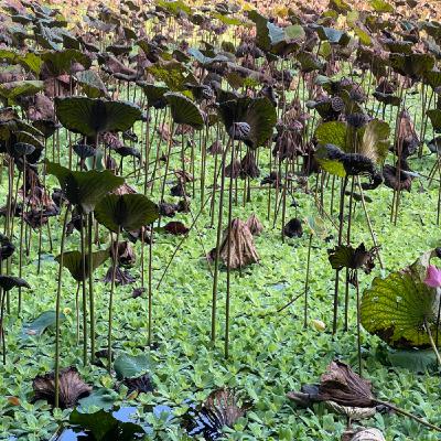 EP225 龍腦香/ 食光者(下) EP225 龍腦香/ 食光者(下)