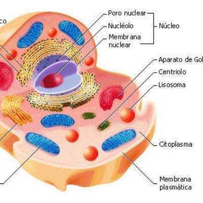 Citoplasma