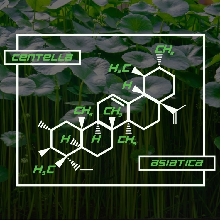 Gotu Kola: The Adaptogenic Bacopa Cofactor for Spiritual Enlightenment