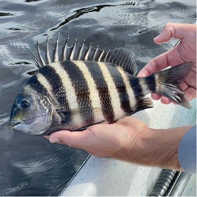 The elusive river sheepshead and Captain Duane?