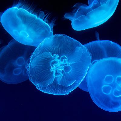 Deep Calm ~ Music for Restful Sleep