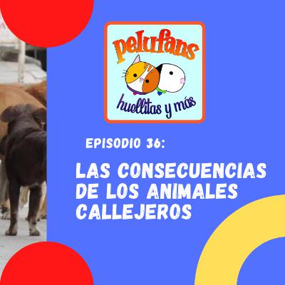 E36| Las Consecuencias de los animales callejeros| Pelufans, Huellitas y Más
