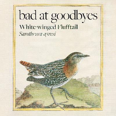 White-winged Flufftail