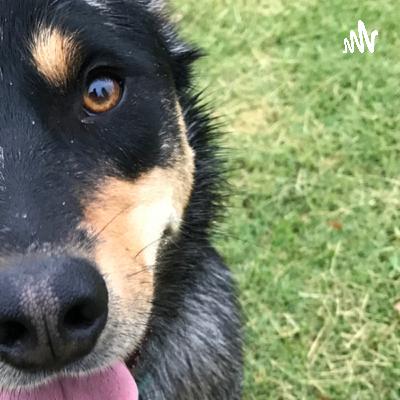 Ep.5 Two Dogs, Three Vets and dealing with Self Doubt Ep.5 Two Dogs, Three Vets and dealing with Self Doubt