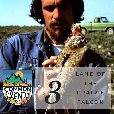Birds of Prey Episode 3: Land of the Prairie Falcon