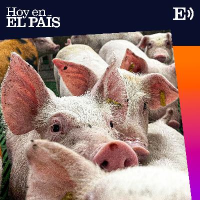 ¿Qué significa para España la crisis de la peste porcina? ¿Qué significa para España la crisis de la peste porcina?