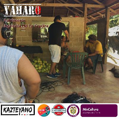 Proyecto Yaharo - Capítulo 1 Palomino
