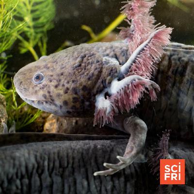 Inside The Race To Save Wild Axolotls
