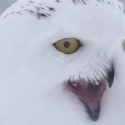 Nat Peno Wild 21 | Owl