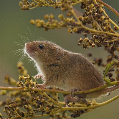 Der Duft von Speck - Frühe Geruchsreize als Risiko für Fettleibigkeit bei Mäusen