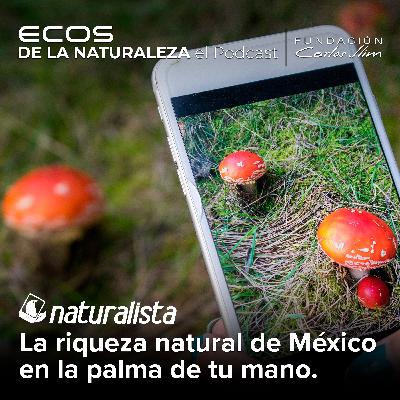 "Naturalista, la riqueza natural de México en la palma de tu mano”  Episode #9