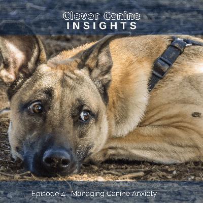 Managing Canine Anxiety