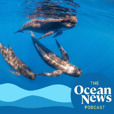 The Fight Against Forever Chemicals: Can Regulations Save Our Seas - The Ocean News Podcast