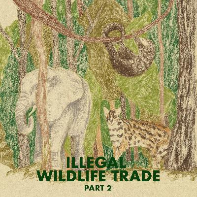 #9 Beyond Smuggling, What's Next? | Illegal Wildlife Trade Part 2