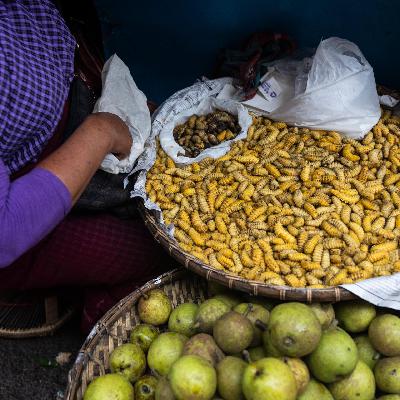 Ernährung - Insekten als Lebensmittel - Tabu oder Problemlöser?