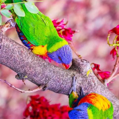 नटखट कृष्ण कन्हैया नटखट कृष्ण कन्हैया