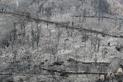 ¿Qué hacer con el monte tras un incendio? El Bierzo Sentido nos lo cuenta