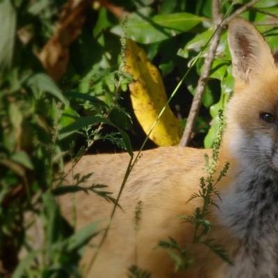 Who's outfoxing car owners with chewed cables? Who's outfoxing car owners with chewed cables?