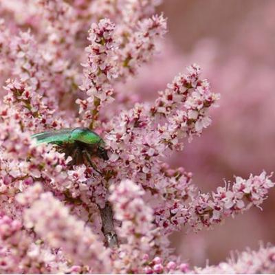 🐞Der Maikäfer🐞 MINI