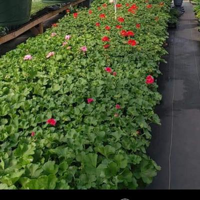 Starting seeds inside...