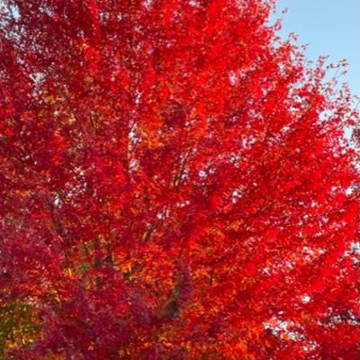 Writing as Gift (podcast)