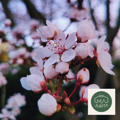 MEDYTACJA wiosenna - 20 minut relaksu umysłu z uważnością na oddech, dźwięki, otoczenie i Twoje wnętrze. Uwalnianie i zapraszanie. MEDYTACJA wiosenna - 20 minut relaksu umysłu z uważnością na oddech, dźwięki, otoczenie i Twoje wnętrze. Uwalnianie i zapraszanie.