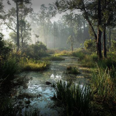 Morning at the Swamp | Peaceful Sounds For Relaxation Morning at the Swamp | Peaceful Sounds For Relaxation
