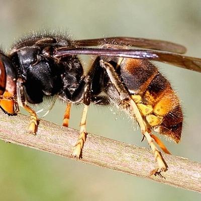 Asian hornet spotted in Co. Down
