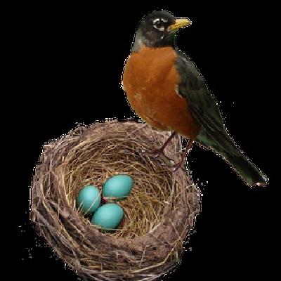 "Eggs"-istential development-The Immense Importance of Shiluach HaKen