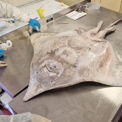 Two critically endangered Flapper Skates washed ashore in Co. Mayo