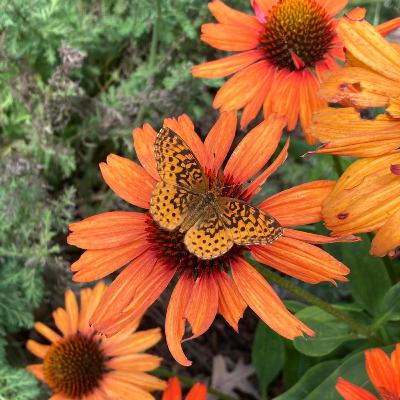 Fantastic Fritillaries! Fantastic Fritillaries!