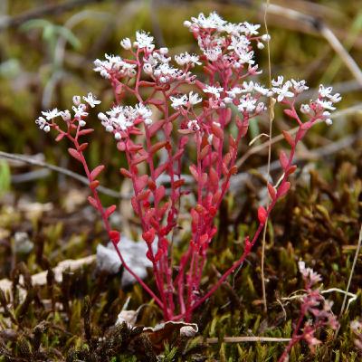 Atlanta, Granitic Knobs, Limestone Glades, Native Habitat Project, Etc.