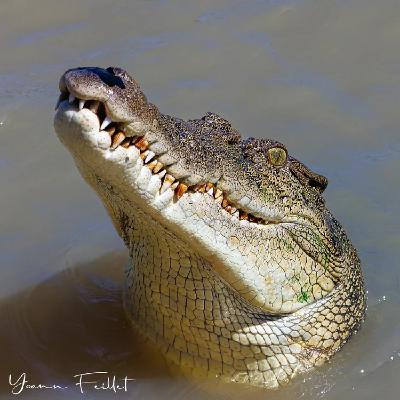 *Australie*- Expériences aborigènes - Où voir (ou pas) les crocodiles [#16]