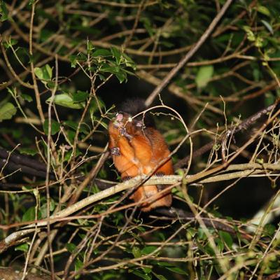 EP24【生態小百科】大赤鼯鼠、白面鼯鼠、小鼯鼠、白鼻心