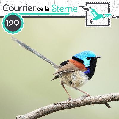 CDLS#129 : La cacaméra ( Mérion splendide et Puffin leucomèle)